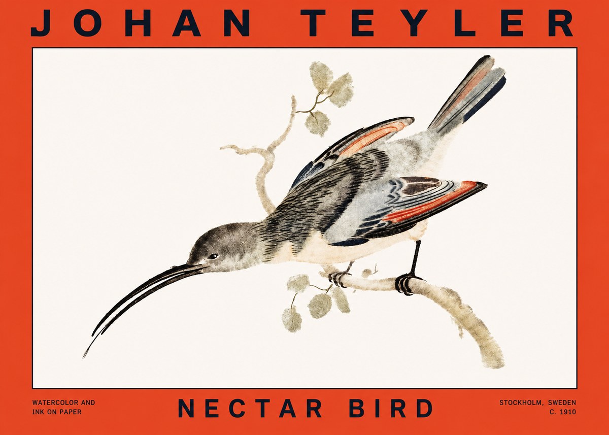 Johan Teyler Nectar Bird No2 - Poszter