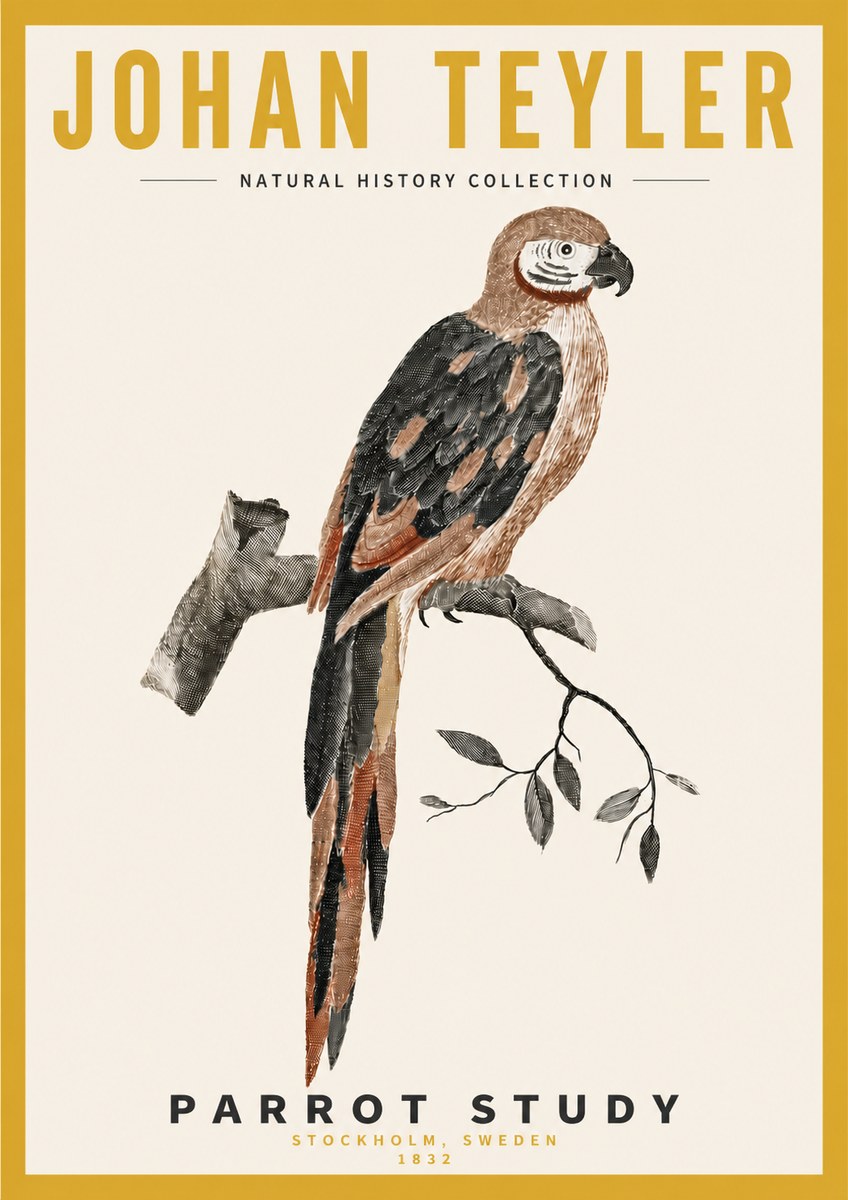 Johan Teyler Parrot Study I No4 - Poszter