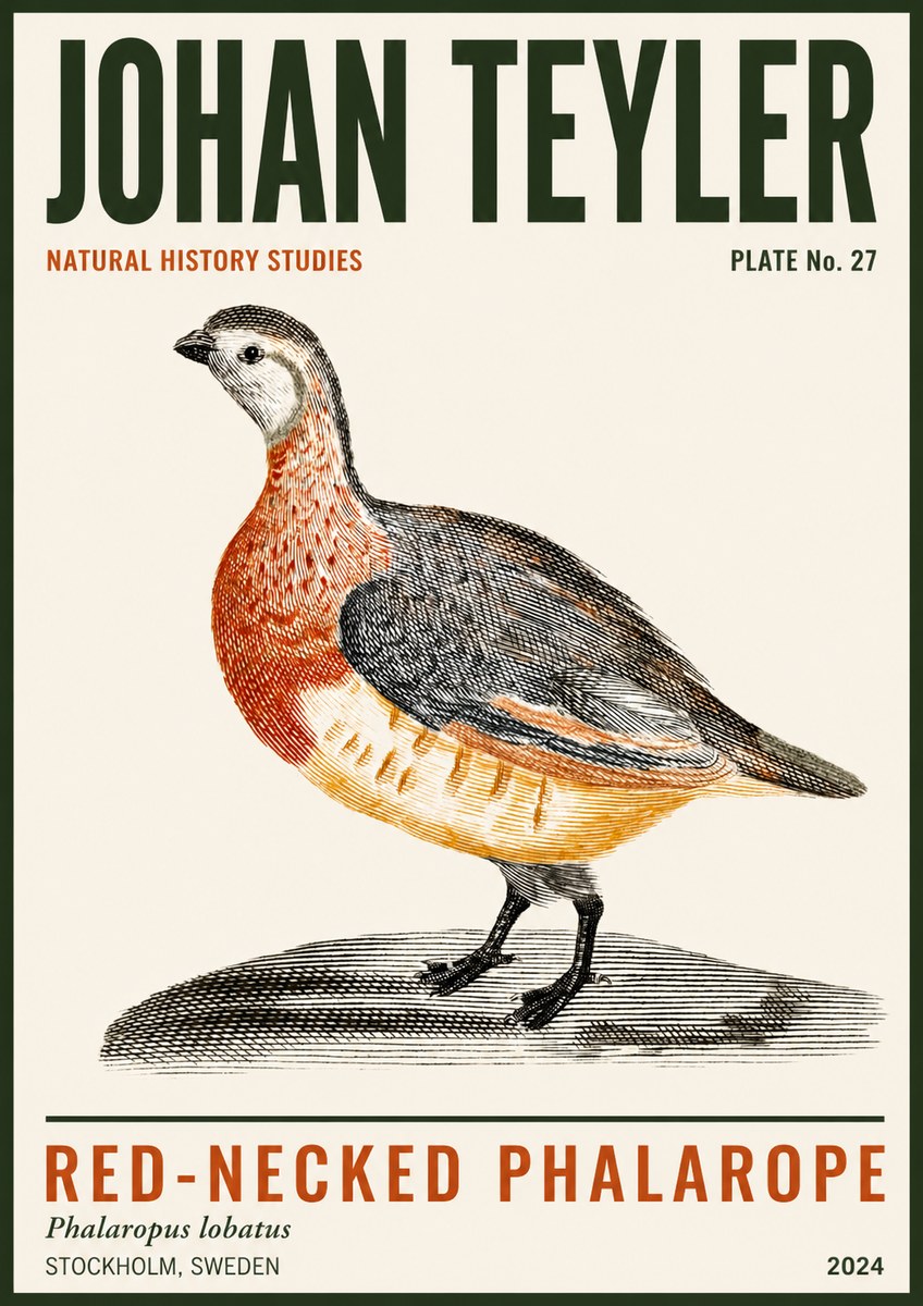 Johan Teyler Red-necked Phalarope No3 - Poszter