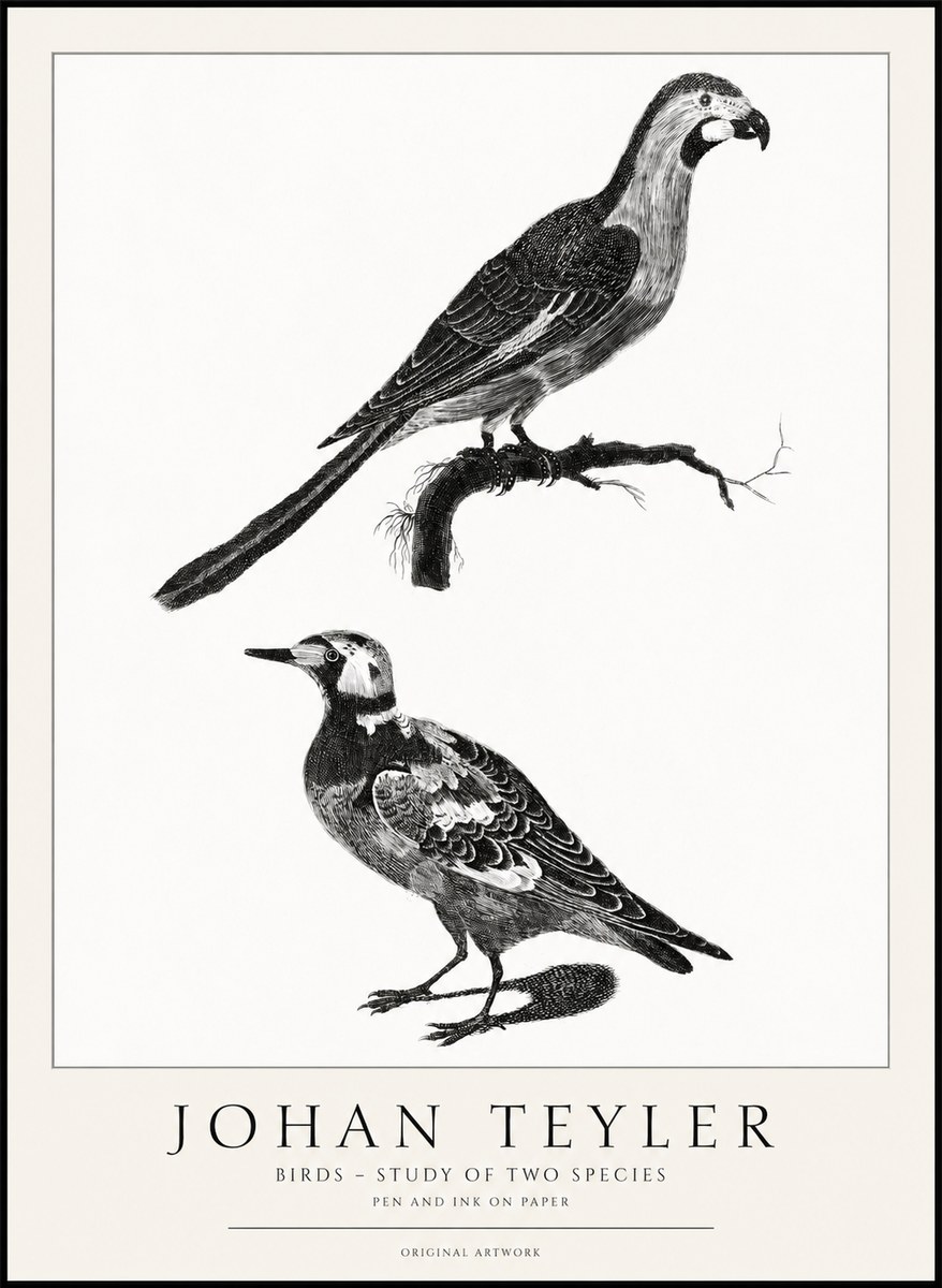 Johan Teyler Birds - Study of Two Species No1 - Poszter
