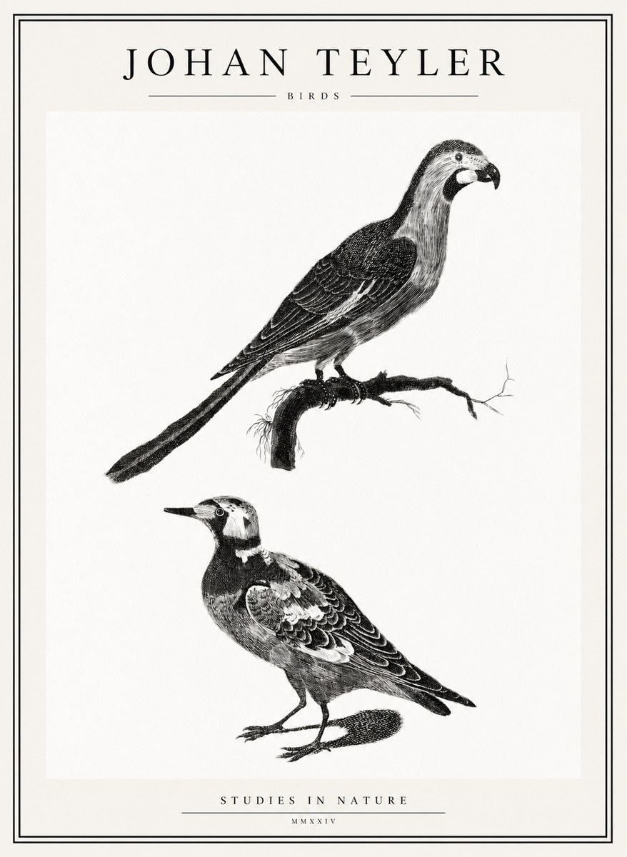 Johan Teyler Birds - Study of Two Species No2 - Poszter