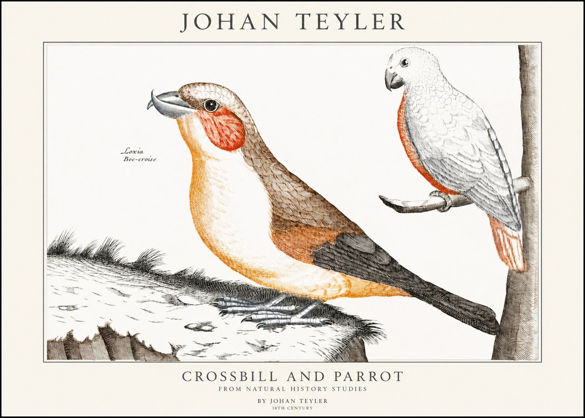 Johan Teyler Crossbill and Parrot No1 - Poszter
