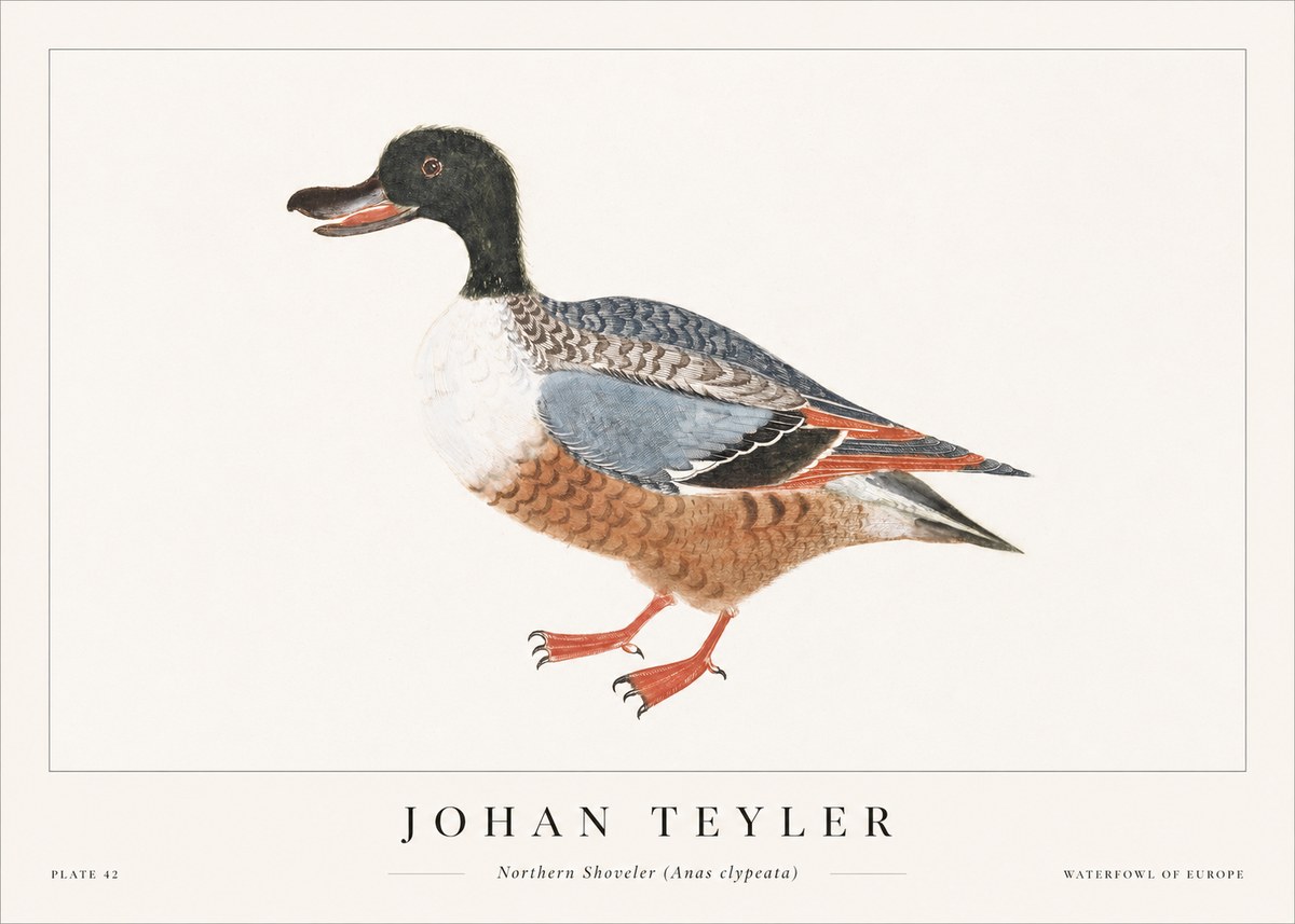 Johan Teyler Northern Shoveler (Anas Clypeata) No1 - Poszter