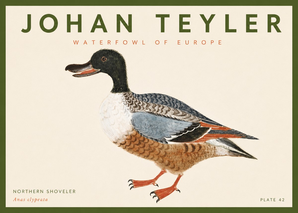 Johan Teyler Northern Shoveler (Anas Clypeata) No4 - Poszter