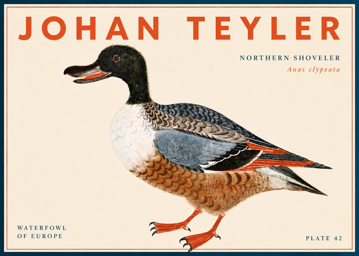 Johan Teyler Northern Shoveler (Anas Clypeata) No6 - Poszter