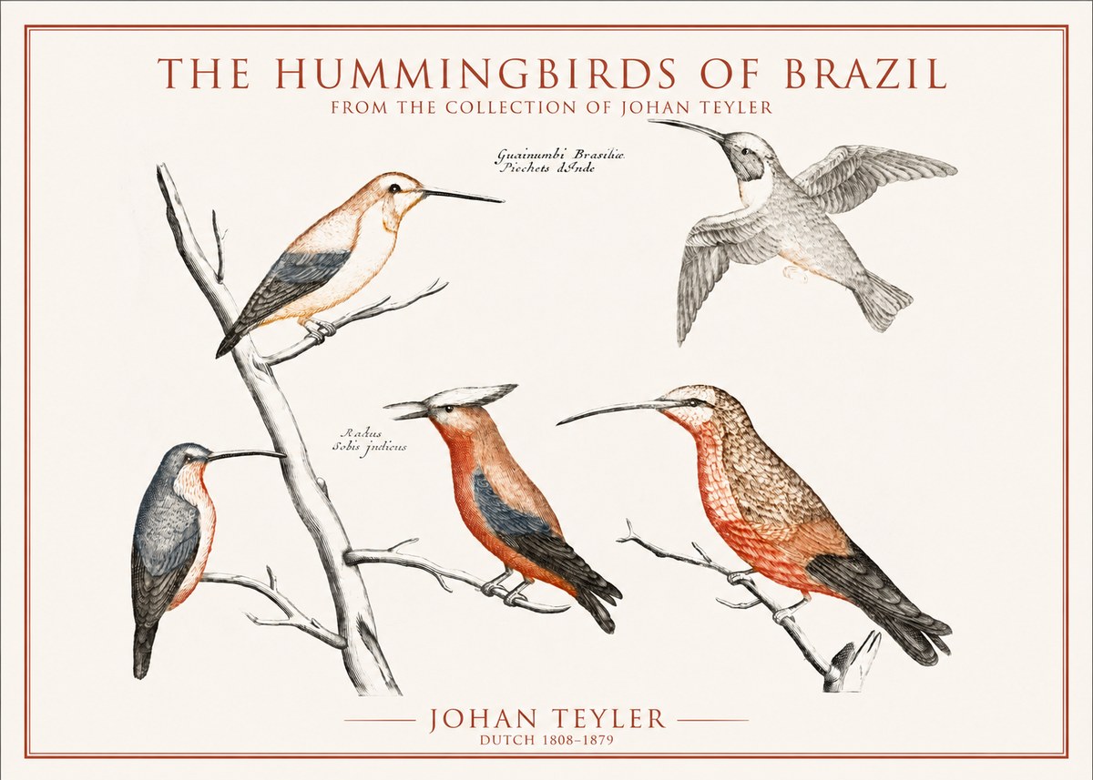 Johan Teyler The Hummingbirds of Brazil from the Collection of Johan Teyler No1 - Poszter