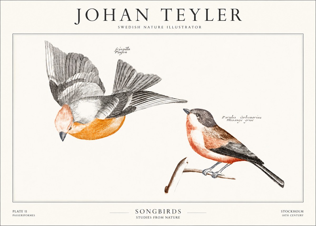 Johan Teyler Songbirds - Plate Ii No1 - Poszter