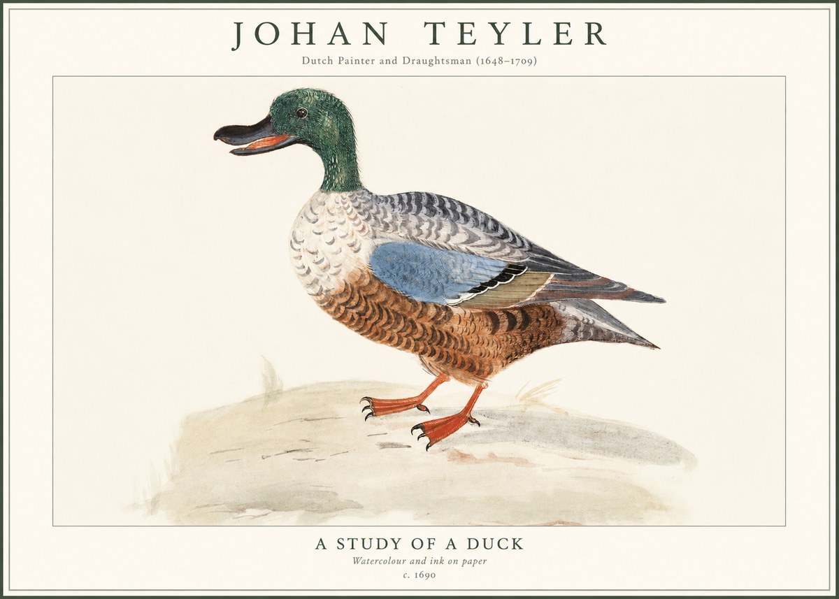 Johan Teyler A Study of a Duck No1 - Poszter