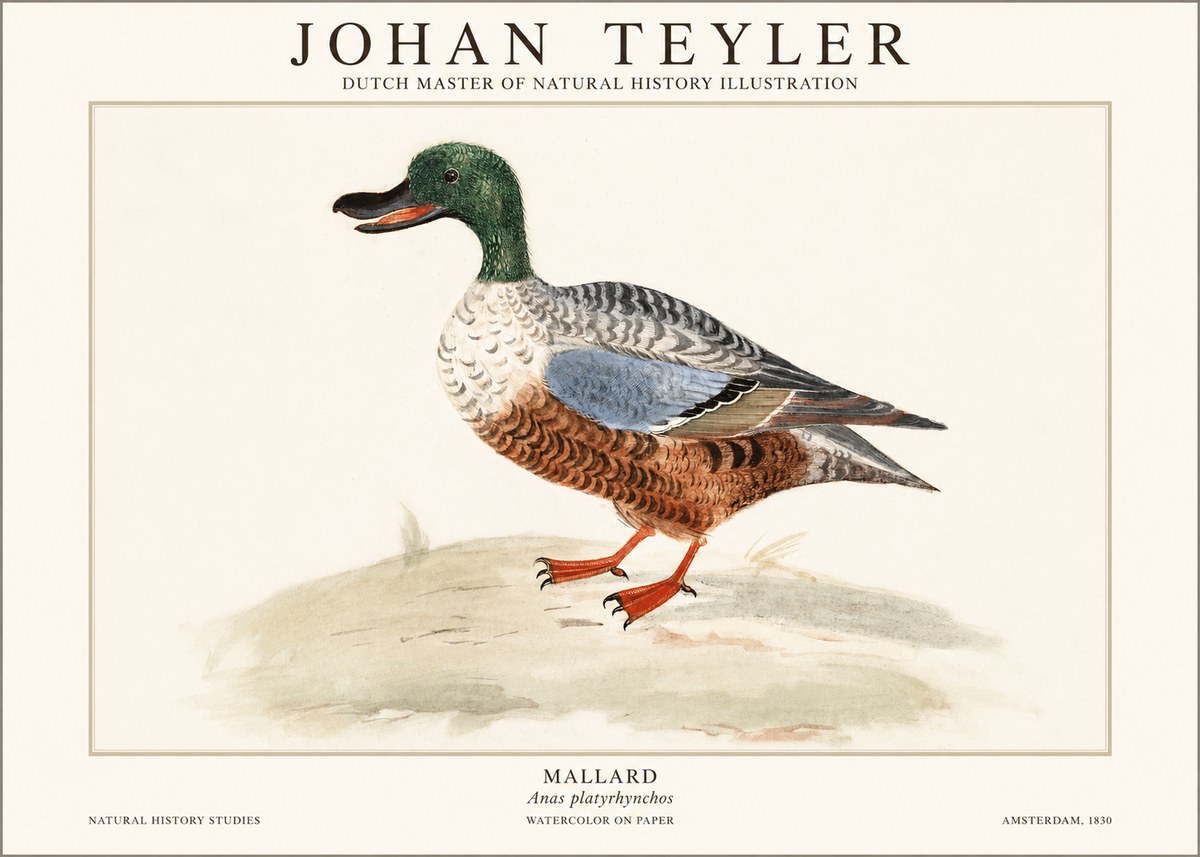 Johan Teyler A Study of a Duck No2 - Poszter