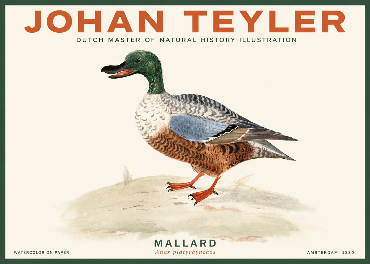 Johan Teyler A Study of a Duck No3 - Poszter