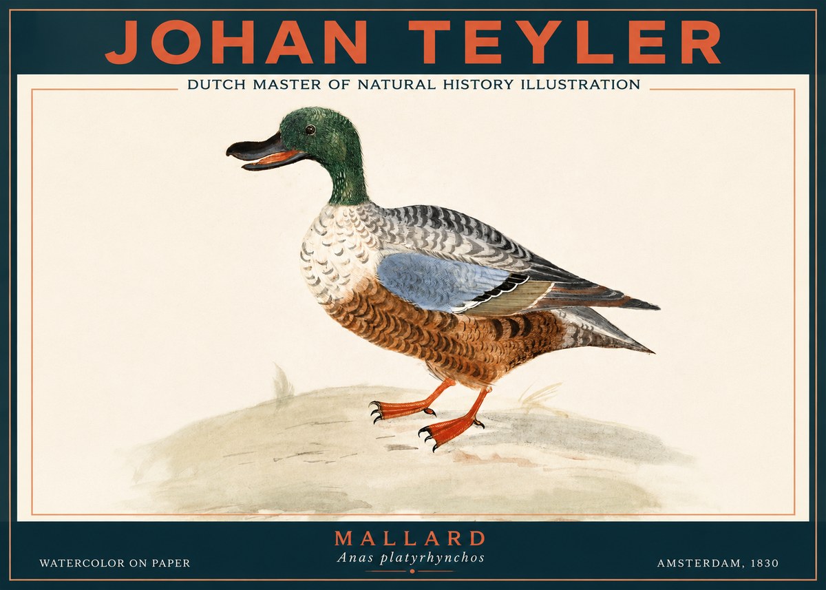 Johan Teyler A Study of a Duck No4 - Poszter