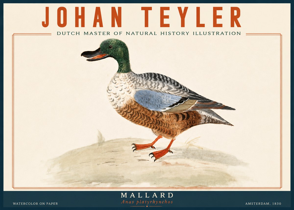 Johan Teyler A Study of a Duck No6 - Poszter