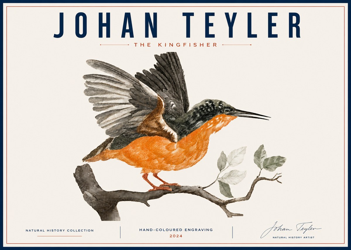 Johan Teyler Kingfisher No6 - Poszter