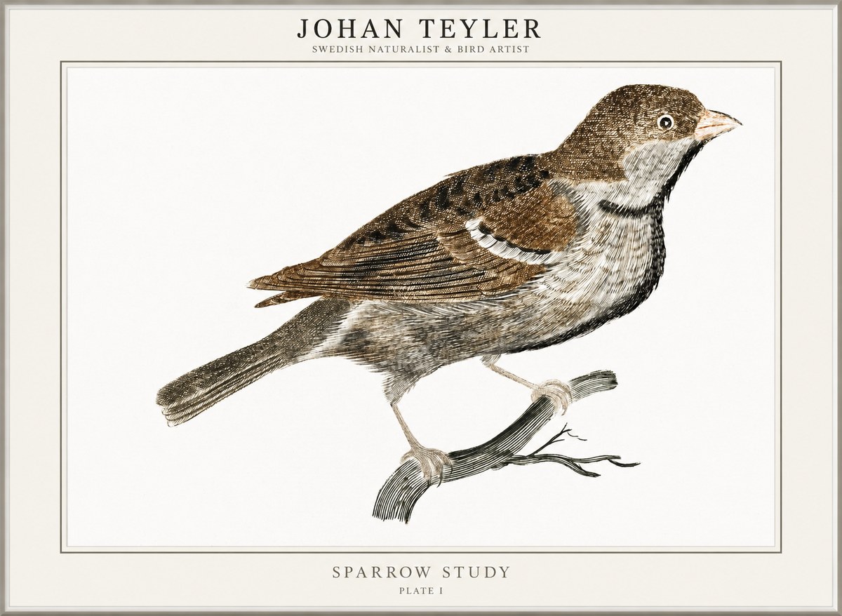Johan Teyler Sparrow Study No1 - Poszter