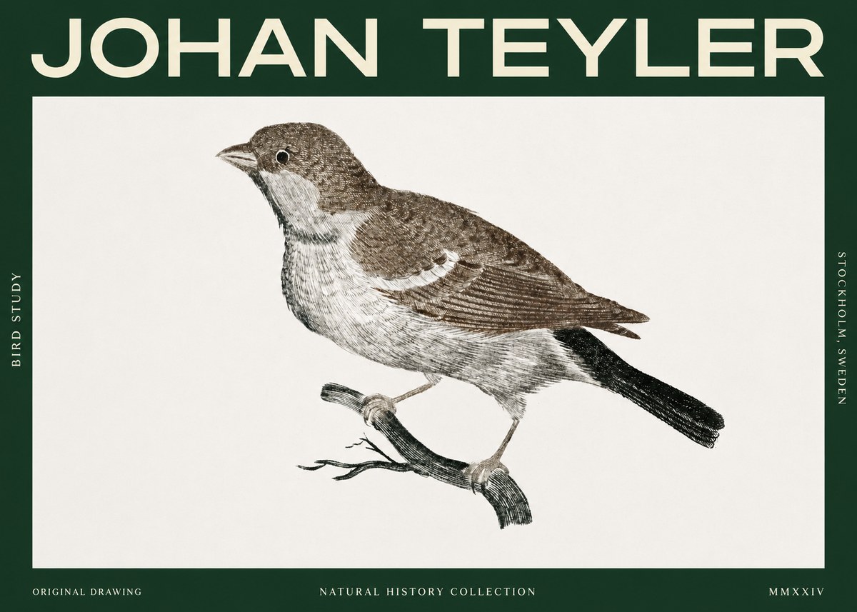 Johan Teyler Bird Study II No2 - Poszter