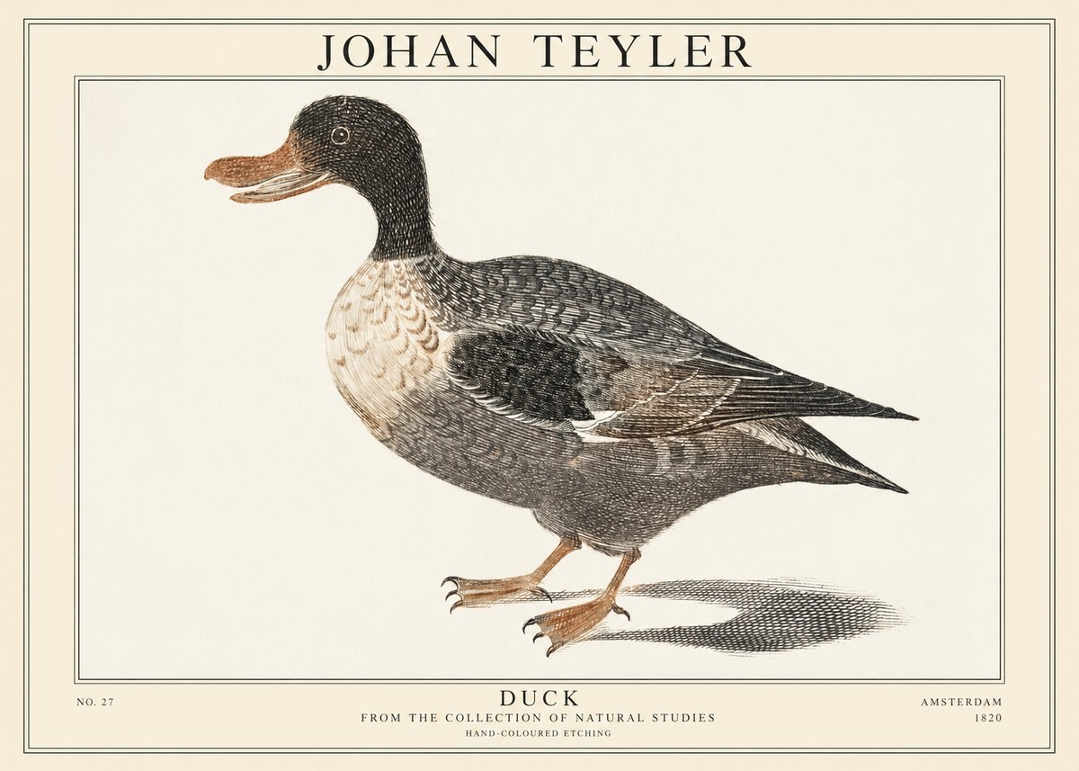 Johan Teyler Duck I No1 - Poszter