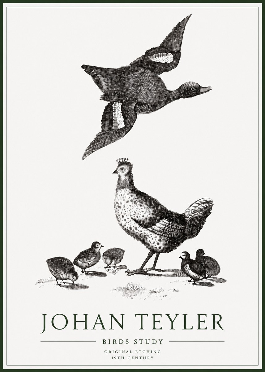 Johan Teyler Birds Study No1 - Poszter