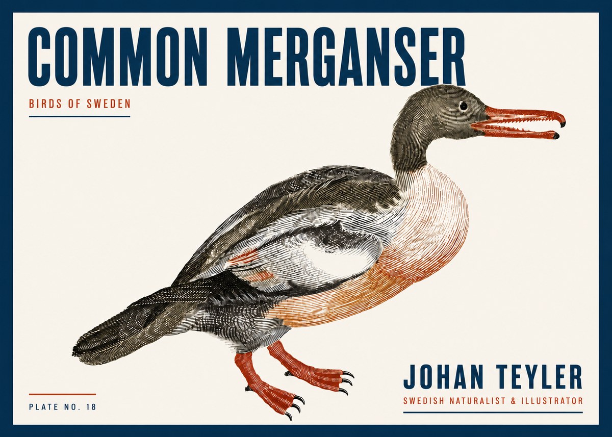 Johan Teyler Common Merganser No6 - Poszter