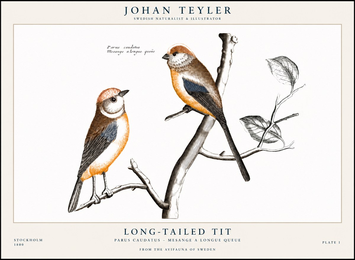 Johan Teyler Long-tailed Tit No1 - Poszter