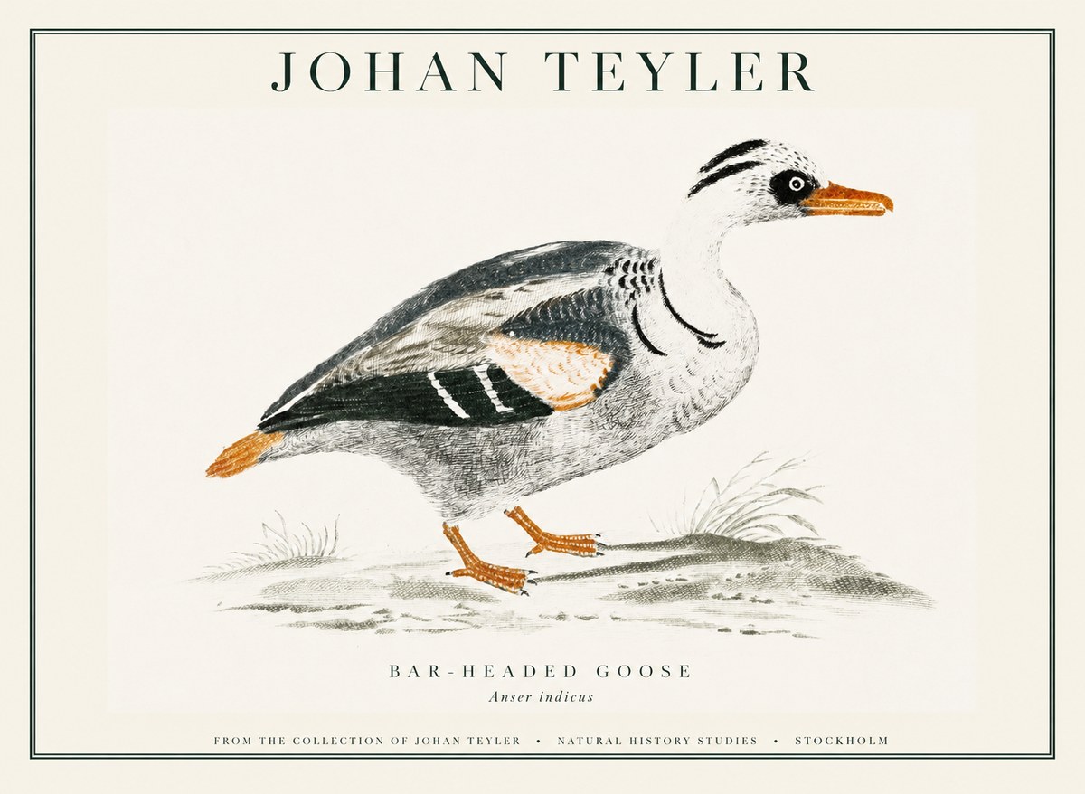 Johan Teyler Bar-headed Goose No1 - Poszter