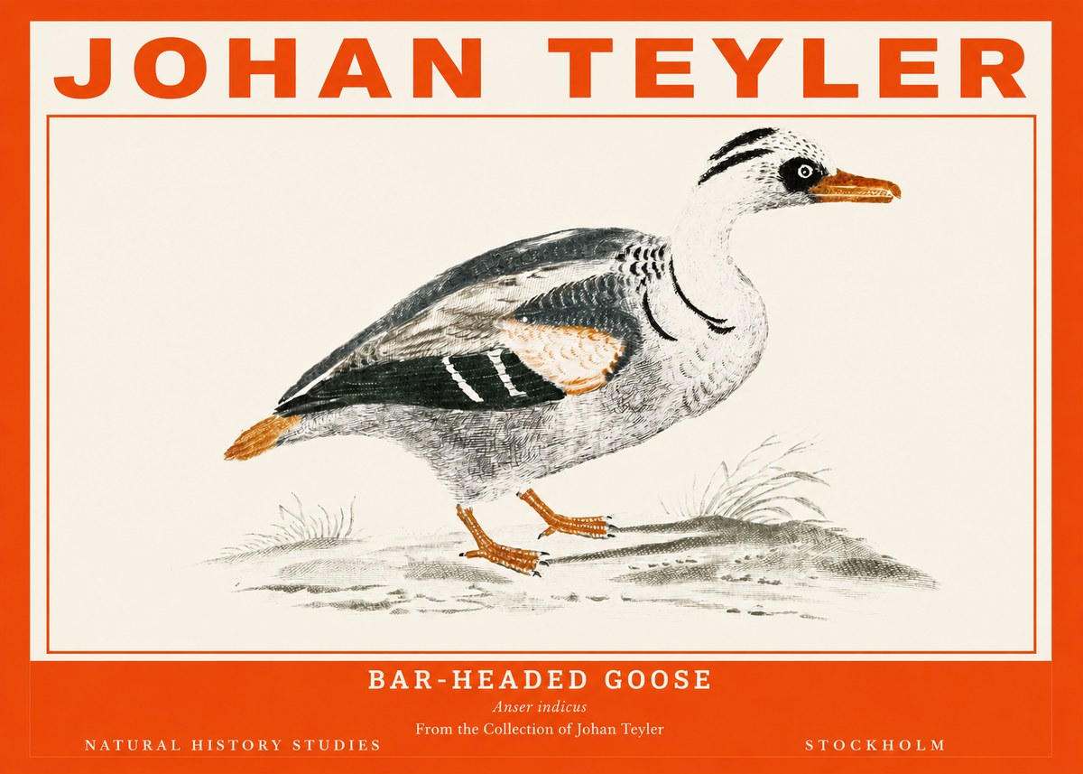 Johan Teyler Bar-headed Goose No2 - Poszter