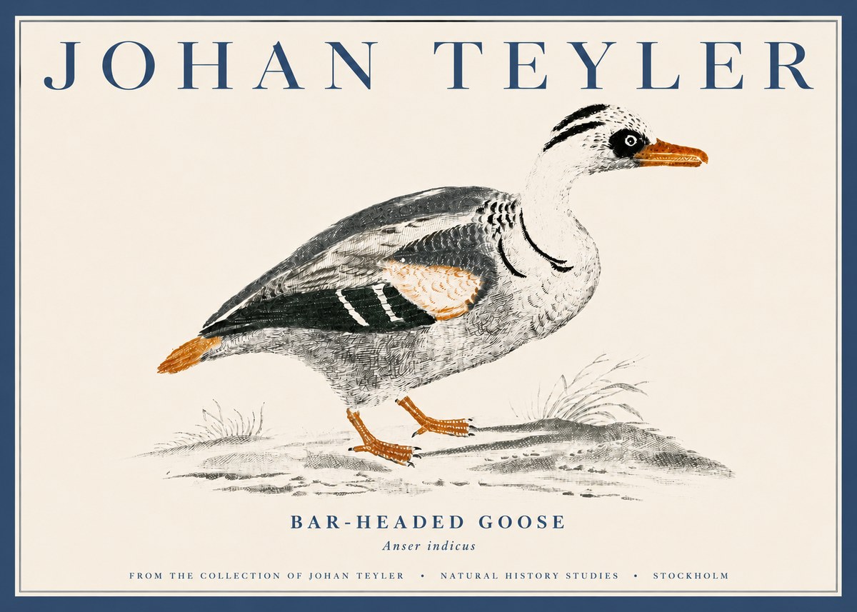 Johan Teyler Bar-headed Goose No4 - Poszter