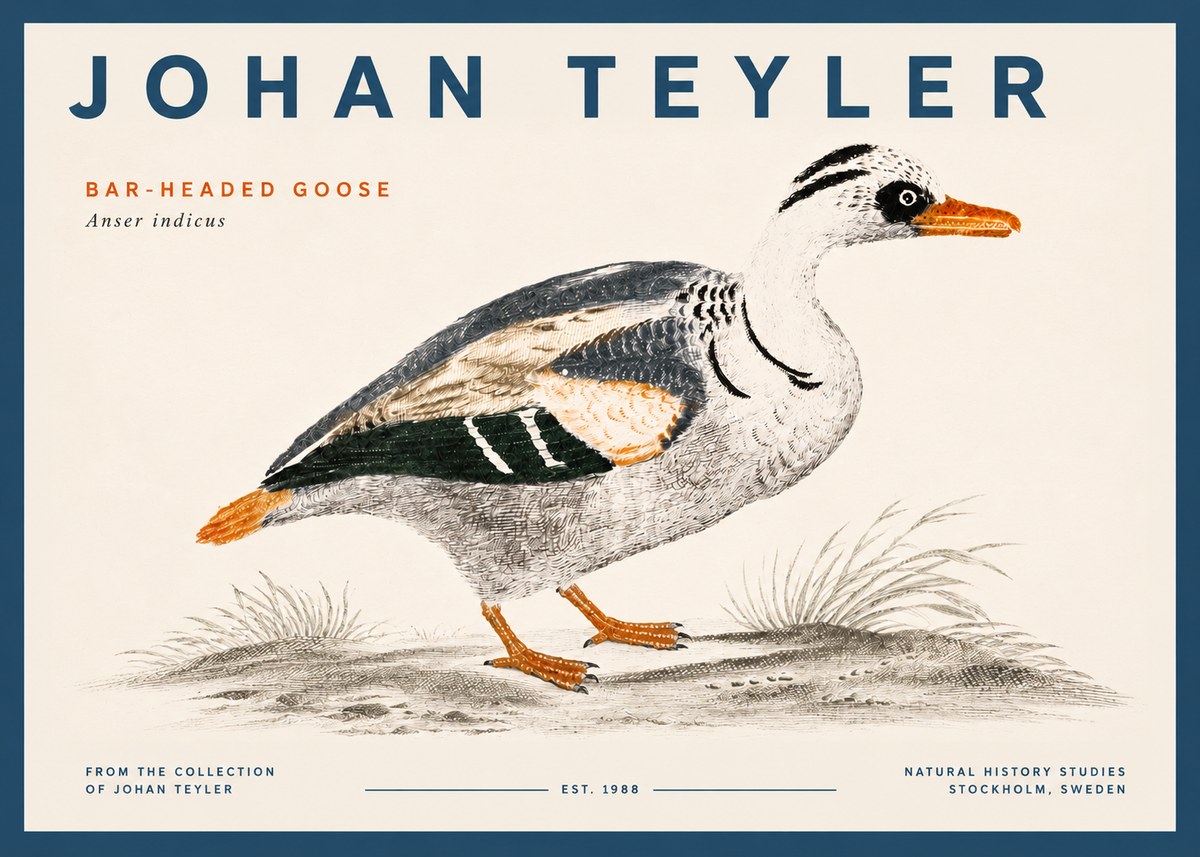 Johan Teyler Bar-headed Goose No5 - Poszter