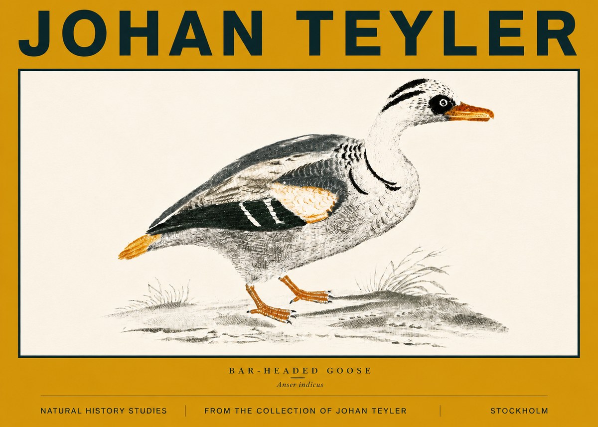 Johan Teyler Bar-headed Goose No6 - Poszter