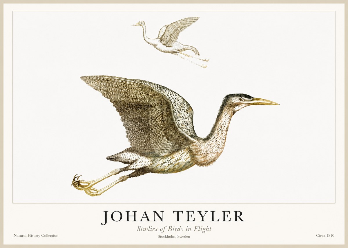 Johan Teyler Studies of Birds in Flight No1 - Poszter