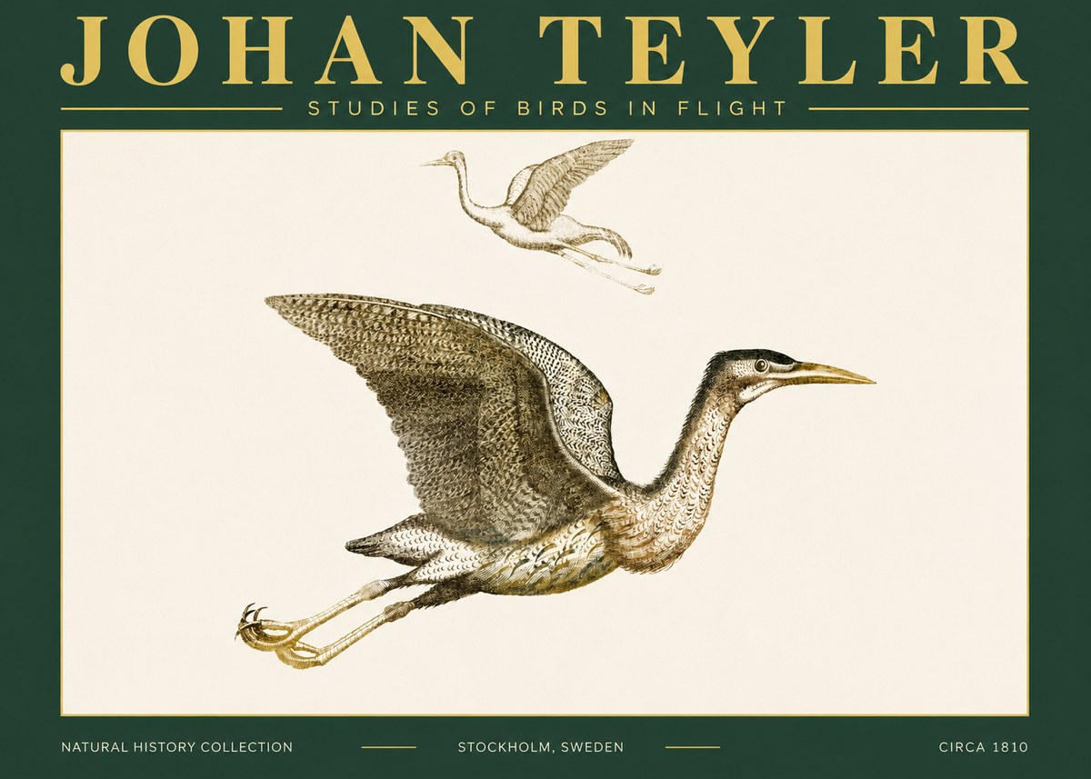 Johan Teyler Studies of Birds in Flight No4 - Poszter