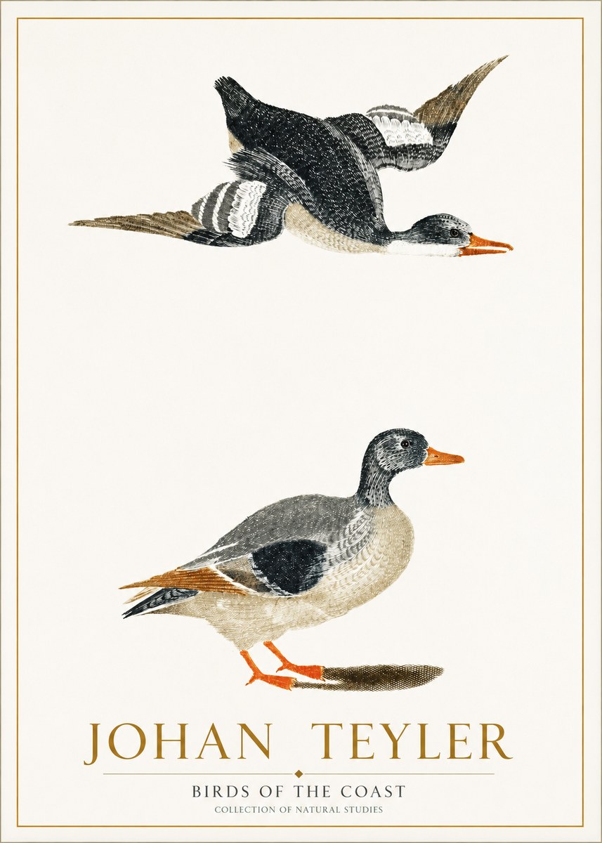 Johan Teyler Birds of the Coast No1 - Poszter