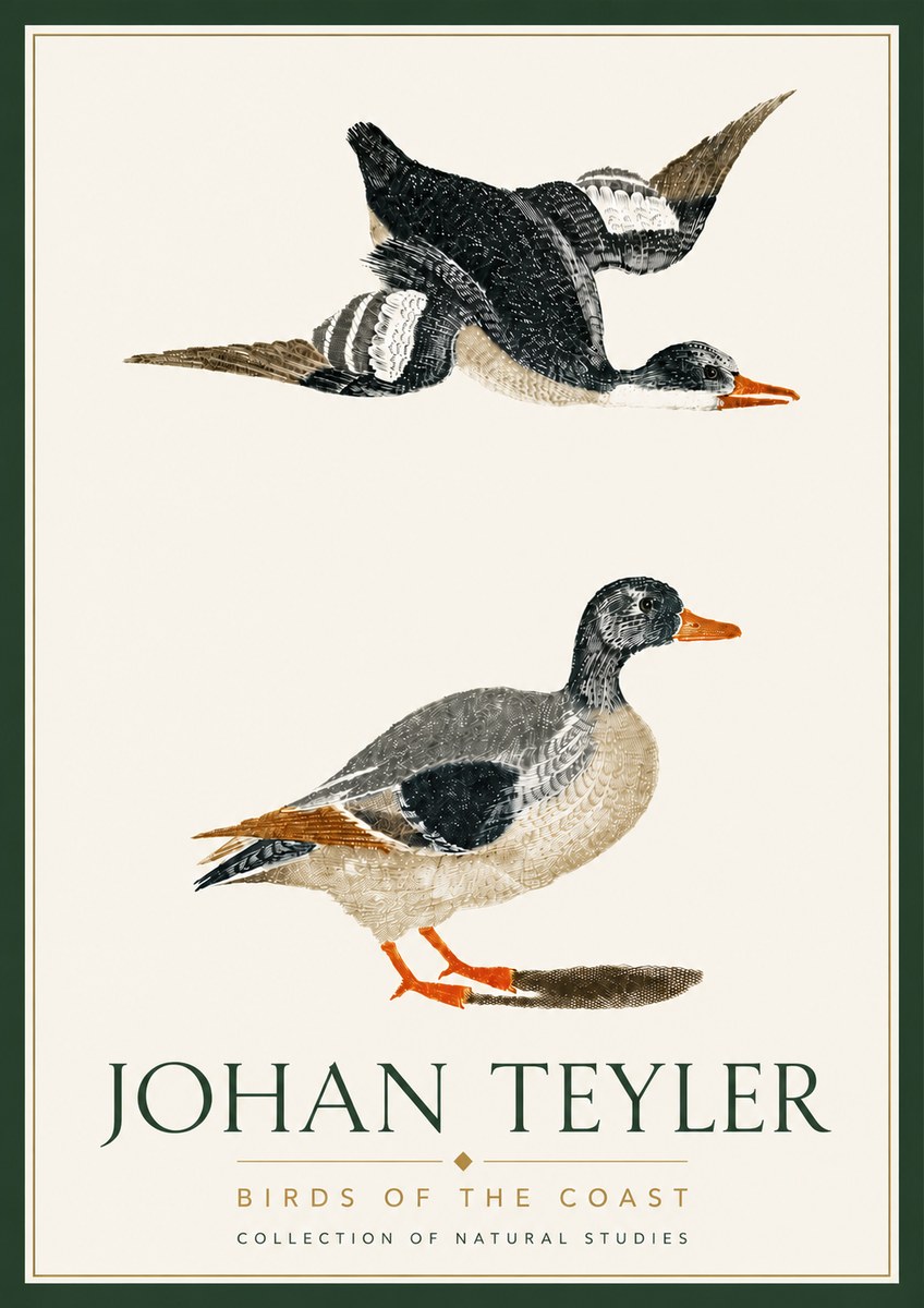 Johan Teyler Birds of the Coast No6 - Poszter