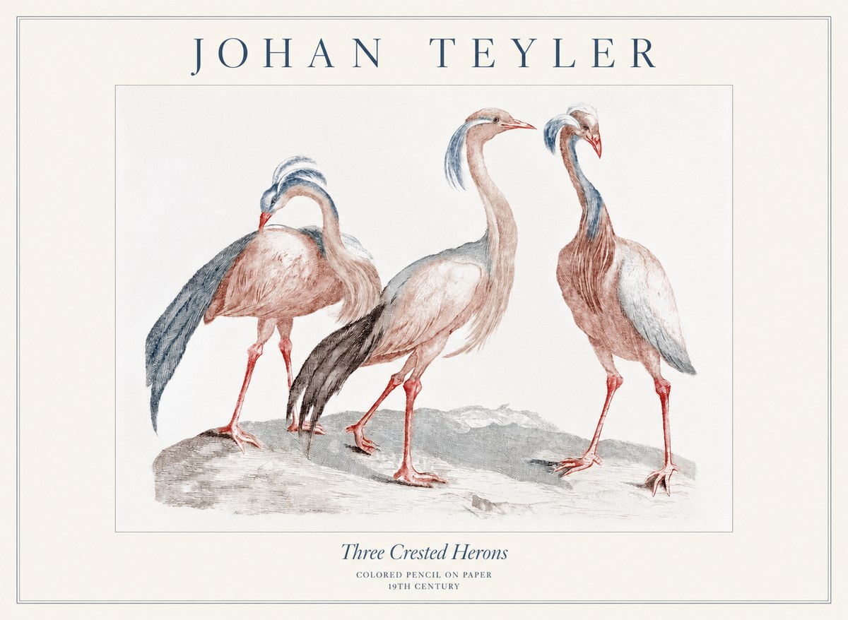Johan Teyler Three Crested Herons No1 - Poszter