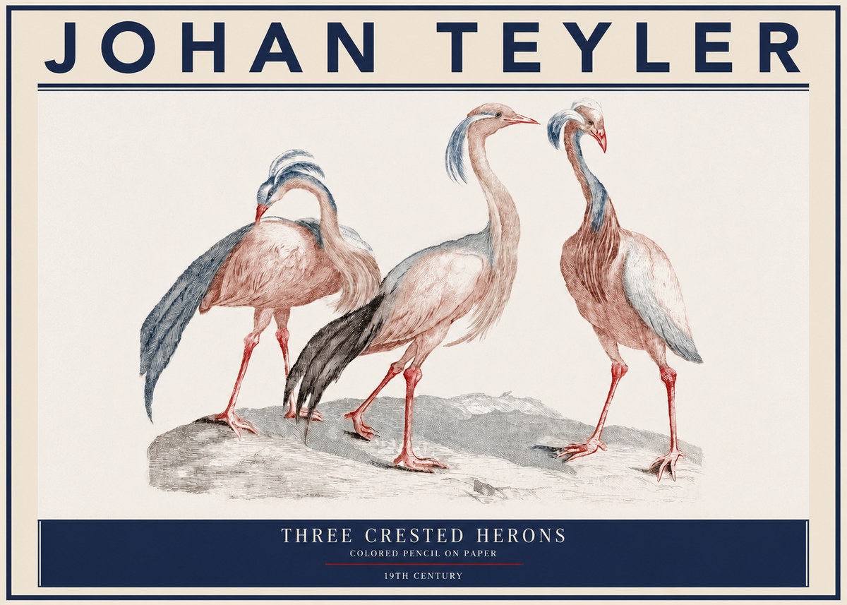 Johan Teyler Three Crested Herons No3 - Poszter