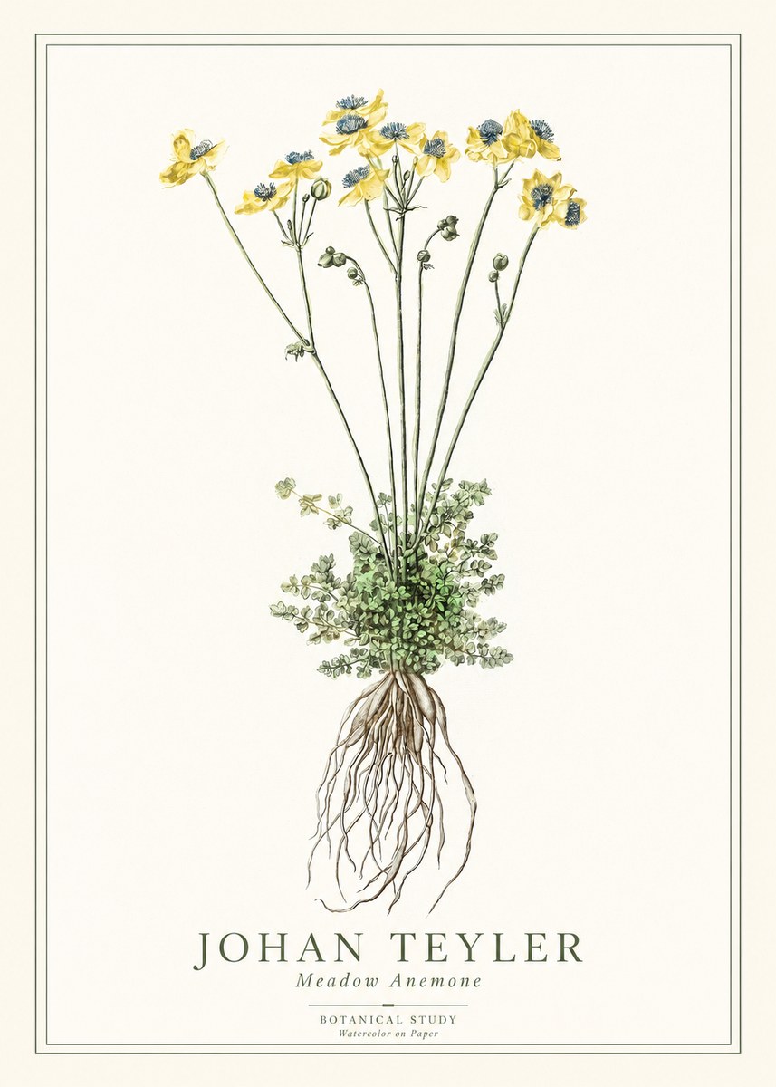 Johan Teyler Meadow Anemone No1 - Poszter