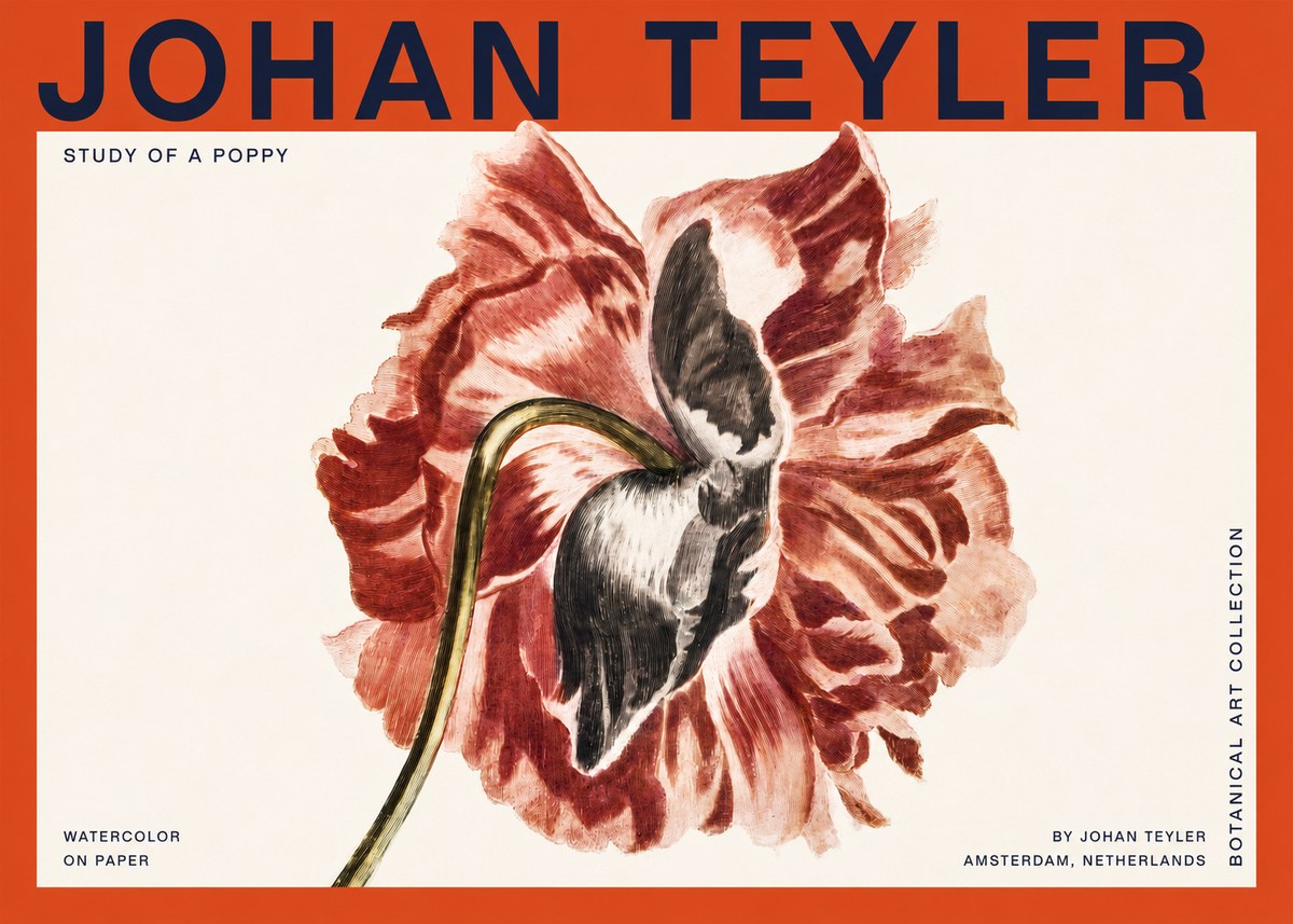 Johan Teyler Study of a Poppy No2 - Poszter