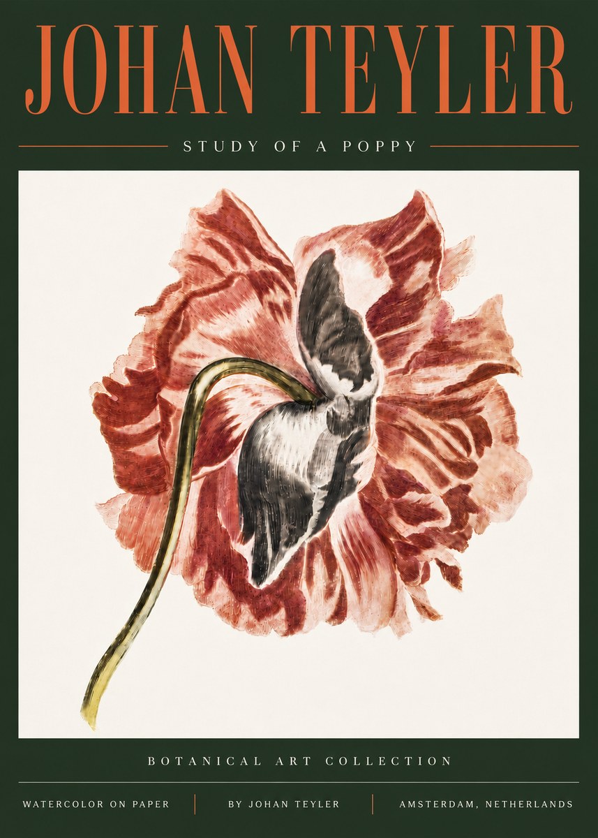 Johan Teyler Study of a Poppy No5 - Poszter
