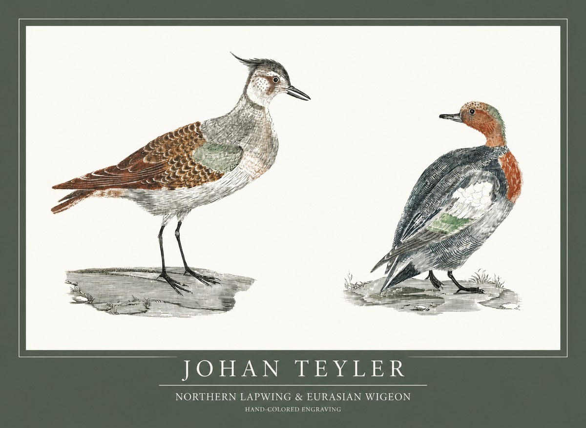 Johan Teyler Northern Lapwing & Eurasian Wigeon No1 - Poszter