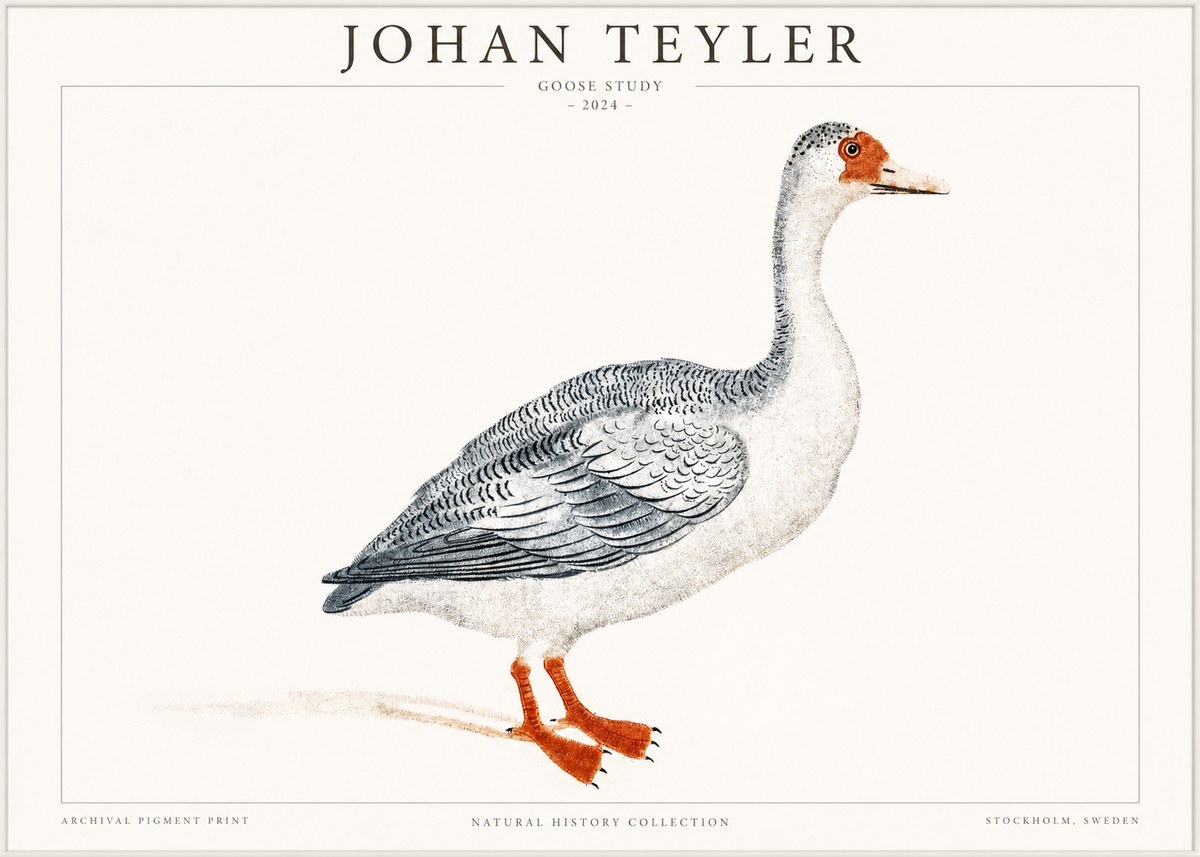 Johan Teyler Goose Study No1 - Poszter