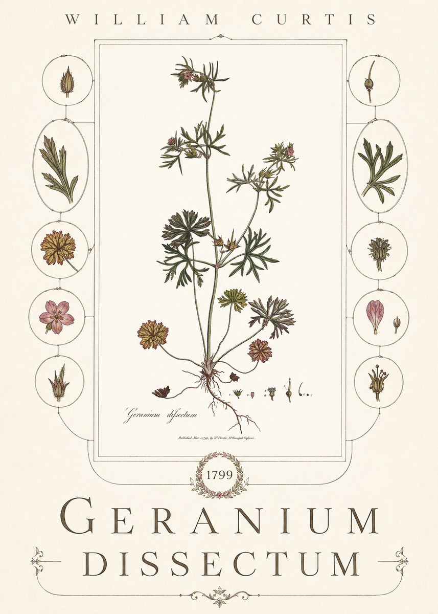 William Curtis Geranium Dissectum I No6 - Poszter