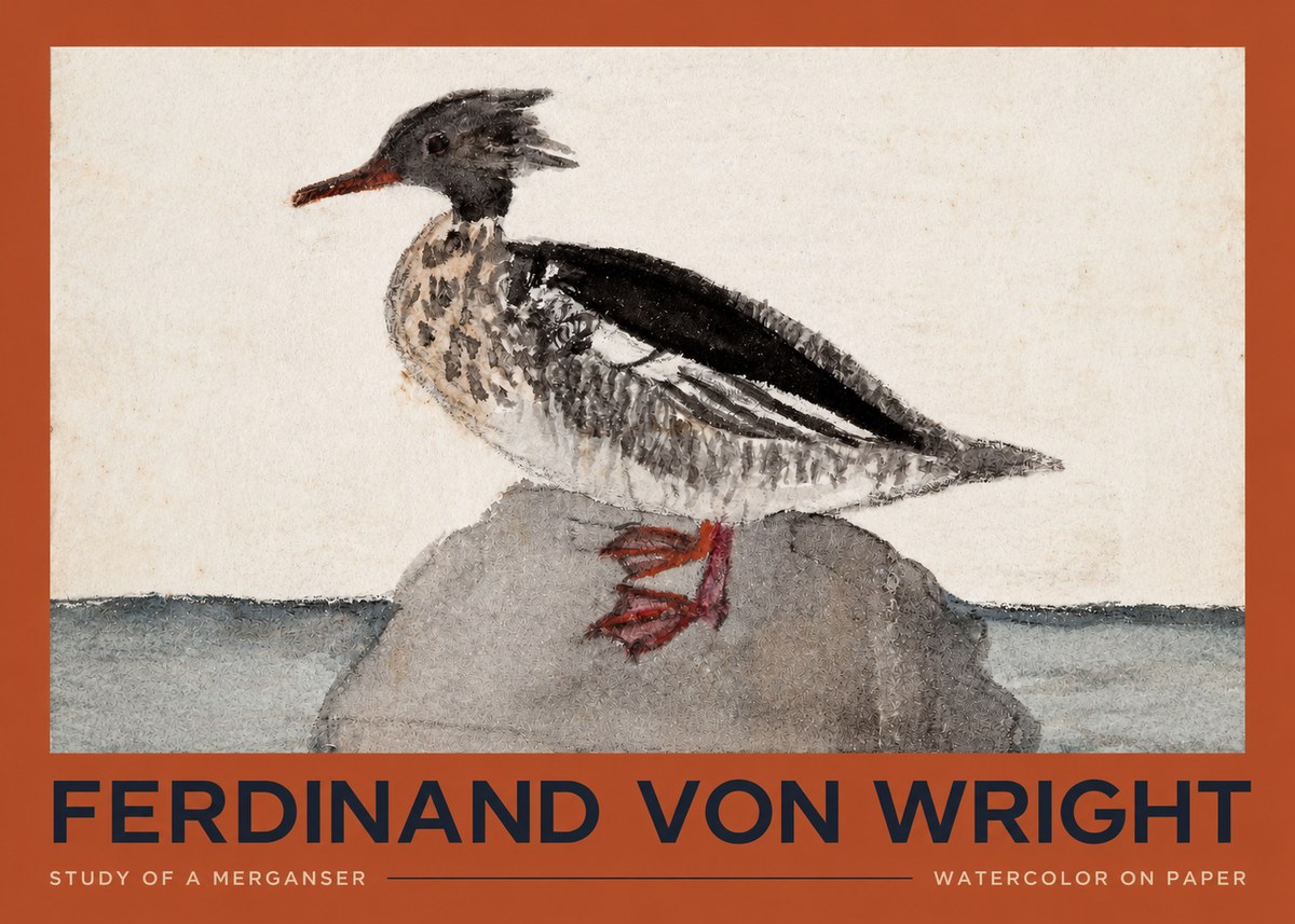 Ferdinand von Wright Study of a Merganser No2 - Poszter