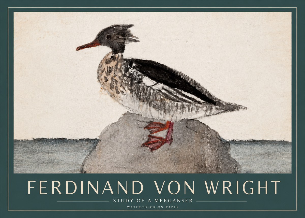 Ferdinand von Wright Study of a Merganser No3 - Poszter