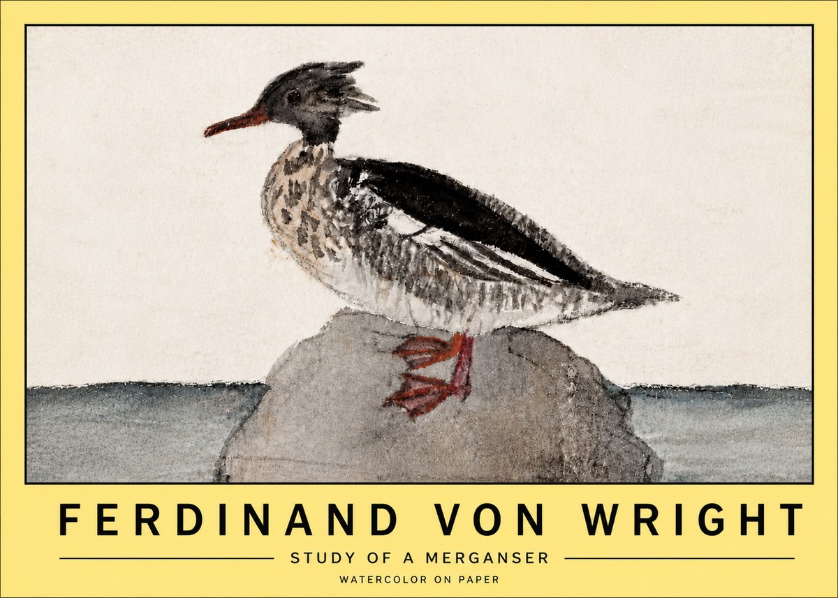 Ferdinand von Wright Study of a Merganser No5 - Poszter