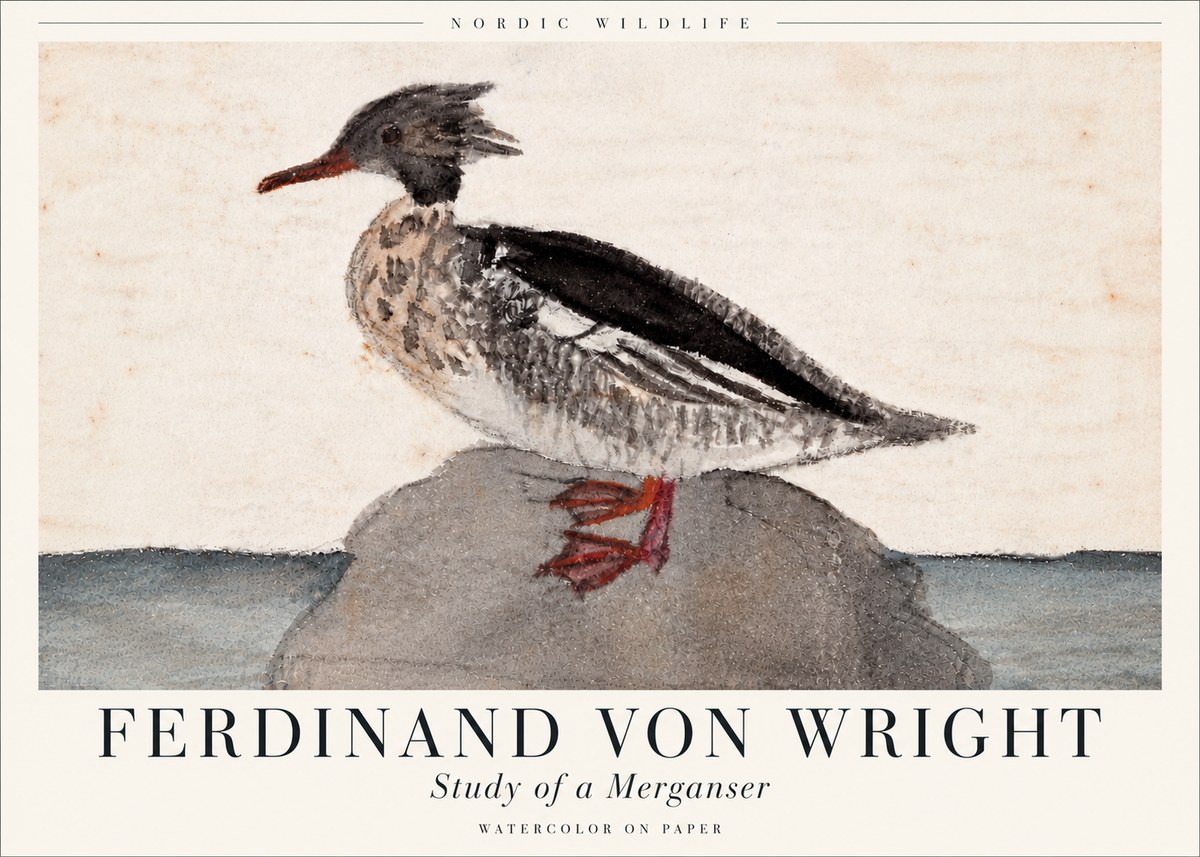 Ferdinand von Wright Study of a Merganser No6 - Poszter