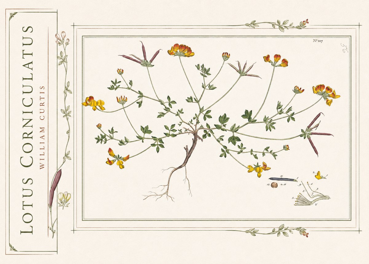 William Curtis Lotus Corniculatus I No2 - Poszter