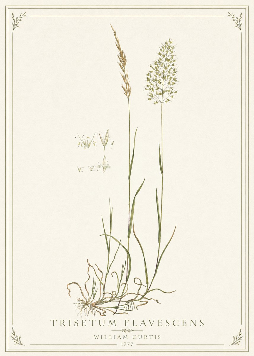 William Curtis Trisetum Flavescens II No1 - Poszter