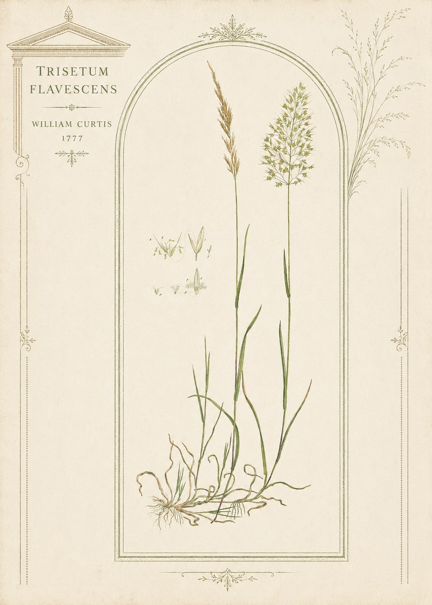 William Curtis Trisetum Flavescens II No3 - Poszter