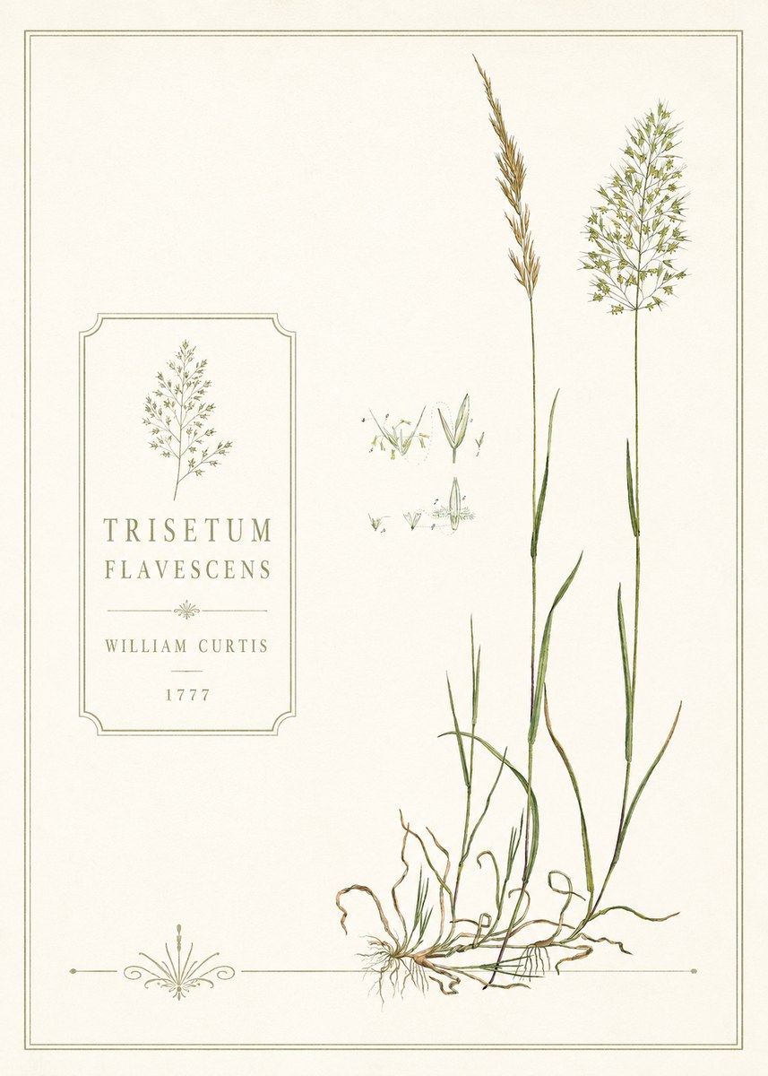 William Curtis Trisetum Flavescens II No6 - Poszter