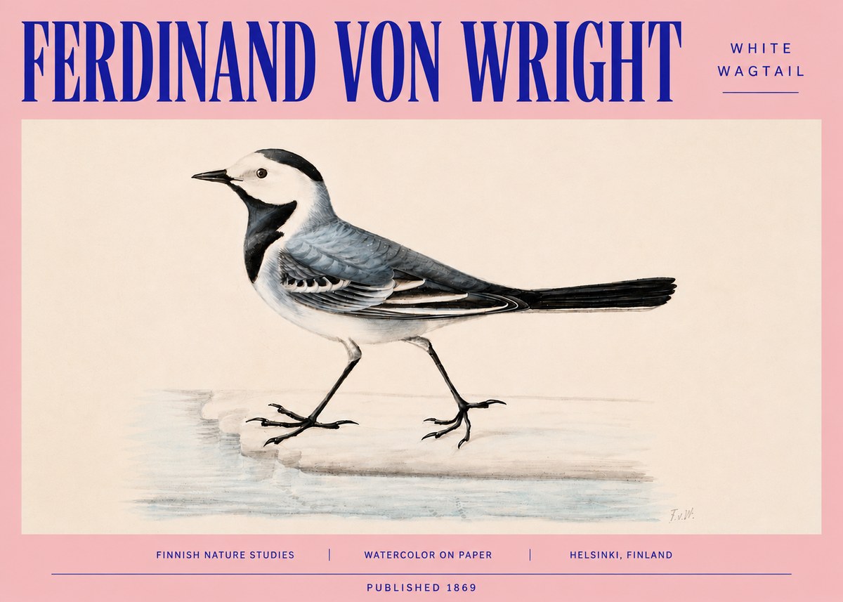 Ferdinand von Wright White Wagtail No4 - Poszter