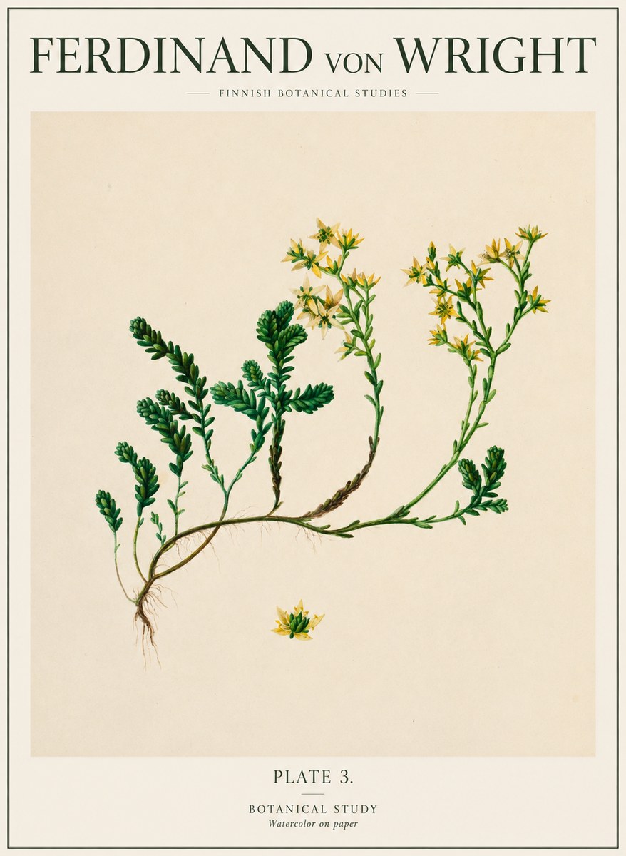 Ferdinand von Wright Botanical Study No1 - Poszter